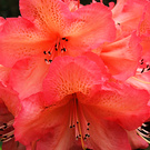 Flame Red Rhododendron