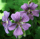 Flower Geranium Blue