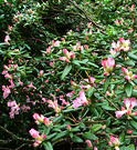 Flowering Pink Azalea