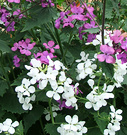 Flowering Spring Honesty