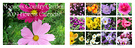 Flowers Calendar 2009