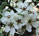 Flowers Silver Pear