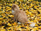 Fluff Cat Autumn