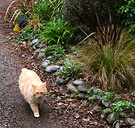 Fluff Walking Cat