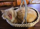 Fluff Yawn Basket