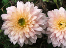 Fluffy Pink Mums