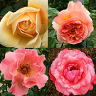 Four Rose Flowers