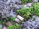 Frost Brick Garden