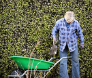 Gardener Olearia Hedge