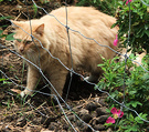 Gardening Cat Fluff