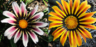 Gazanias Flowering