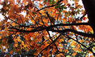 Ginger Autumn Leaves