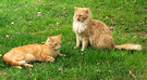 Ginger Cats Two