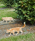 Ginger Cats Walking