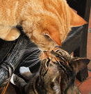 Ginger Tortie Cats