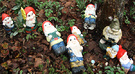 Gnomes Lying Down