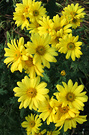 Golden Mums Flower