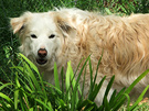 Goofy Dog