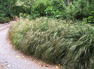 Grass Ornamental Curve
