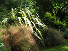 Grass Phormium Sun