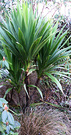 Green Fat Cordyline