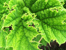 Green Spring Gunnera