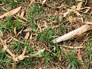 Gum Bark Leaves