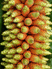 Gunnera Seed