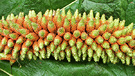 Gunnera Seeds