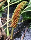 Gunnera Water Seeds