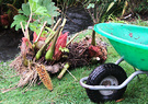 Gunnera Wheelbarrow