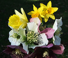 Hellebores Daffodils