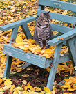 Hissy Cat Autumn