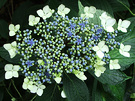 Hydrangea Lace Blue