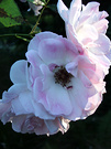 Iceberg Roses Pink