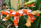 Iris Berries