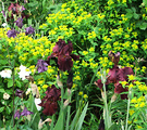 Iris Wine Euphorbia