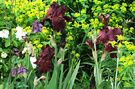 Iris Wine Euphorbias