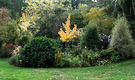 Island Autumn Shrubs