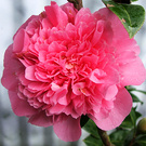 Ivor Camellia Pink