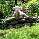 Lamb Stones