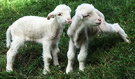 Lambs In Grass