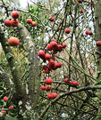 Last Crab Apples