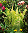 Late Striped Cannas