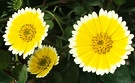 Layla Yellow Daisies