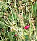 Lychnis Seeds