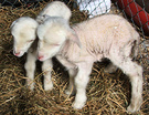 Merino Lambs Pet