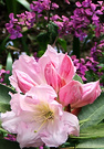 Mid Season Rhododendron