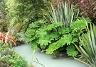 Middle Gunnera Garden