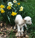 Milly Lamb Daffodil